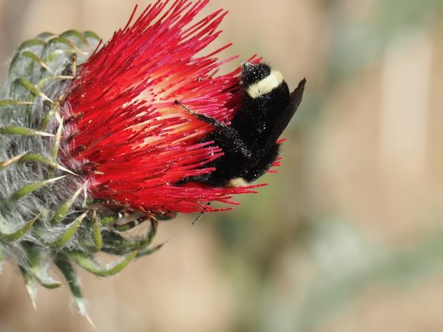 Nature Cover